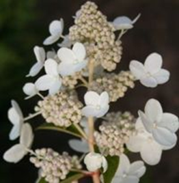   
Hydrangea paniculata Prim White